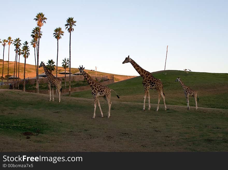 Giraffe family - together at dusk