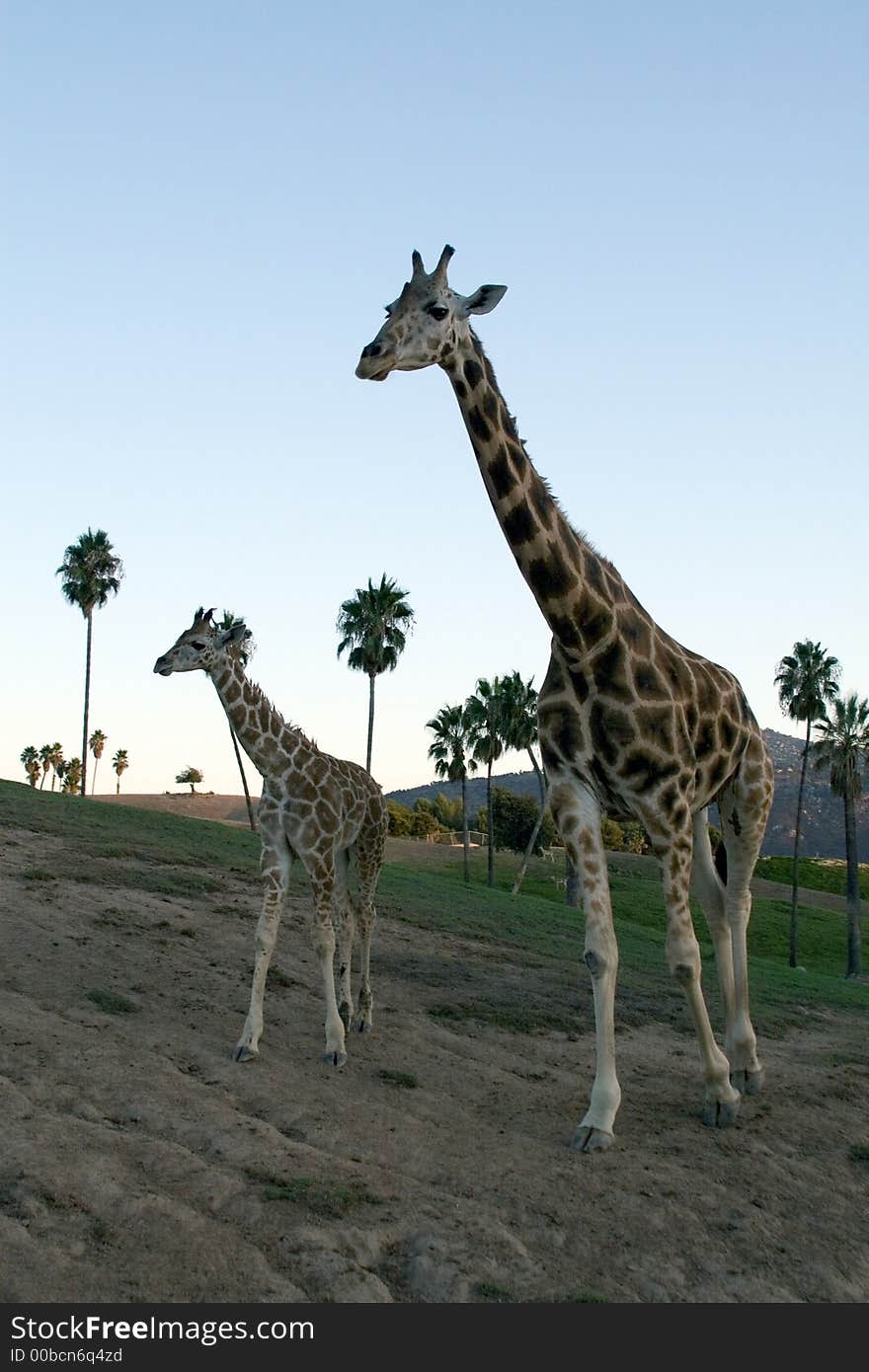 Giraffe family - together at dusk