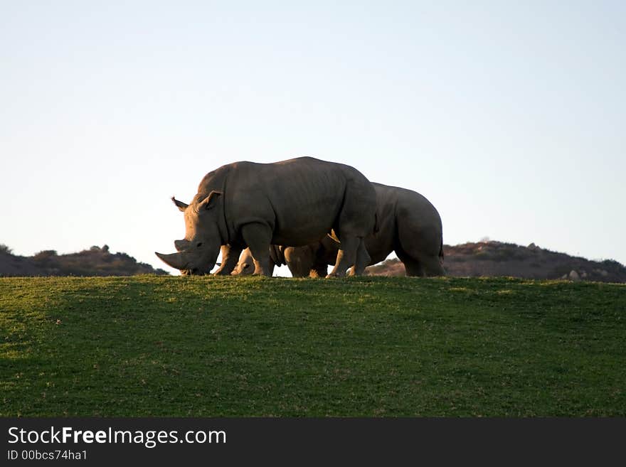 White rhinoceros