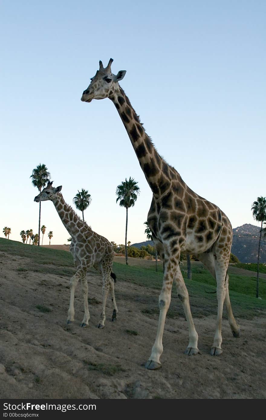 Giraffe family - together at dusk