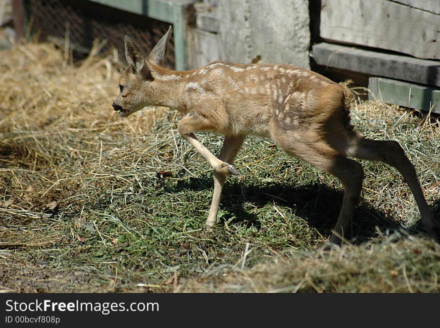 A beautiful wild baby deer. A beautiful wild baby deer