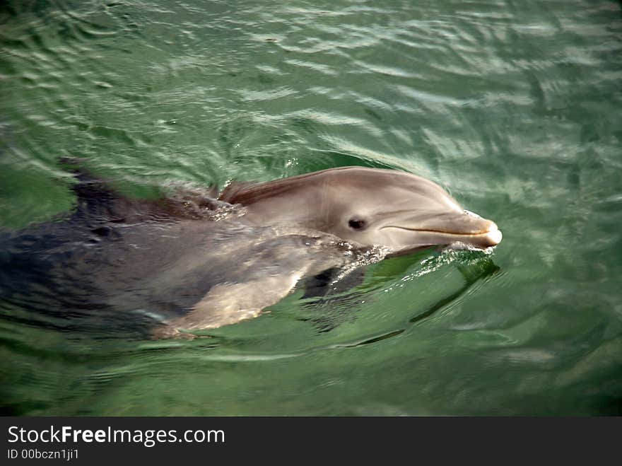 Dolphin swimming in Puerto Aventuras, Mexico. Dolphin swimming in Puerto Aventuras, Mexico