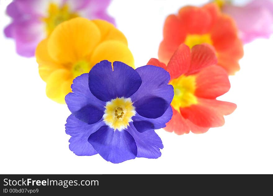 Color primula flower on light box