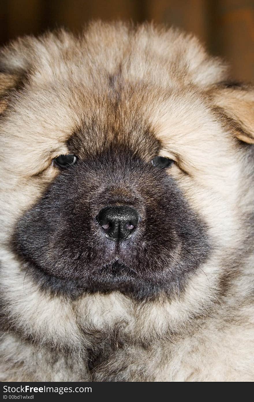 Thoroughbred puppy of a chow