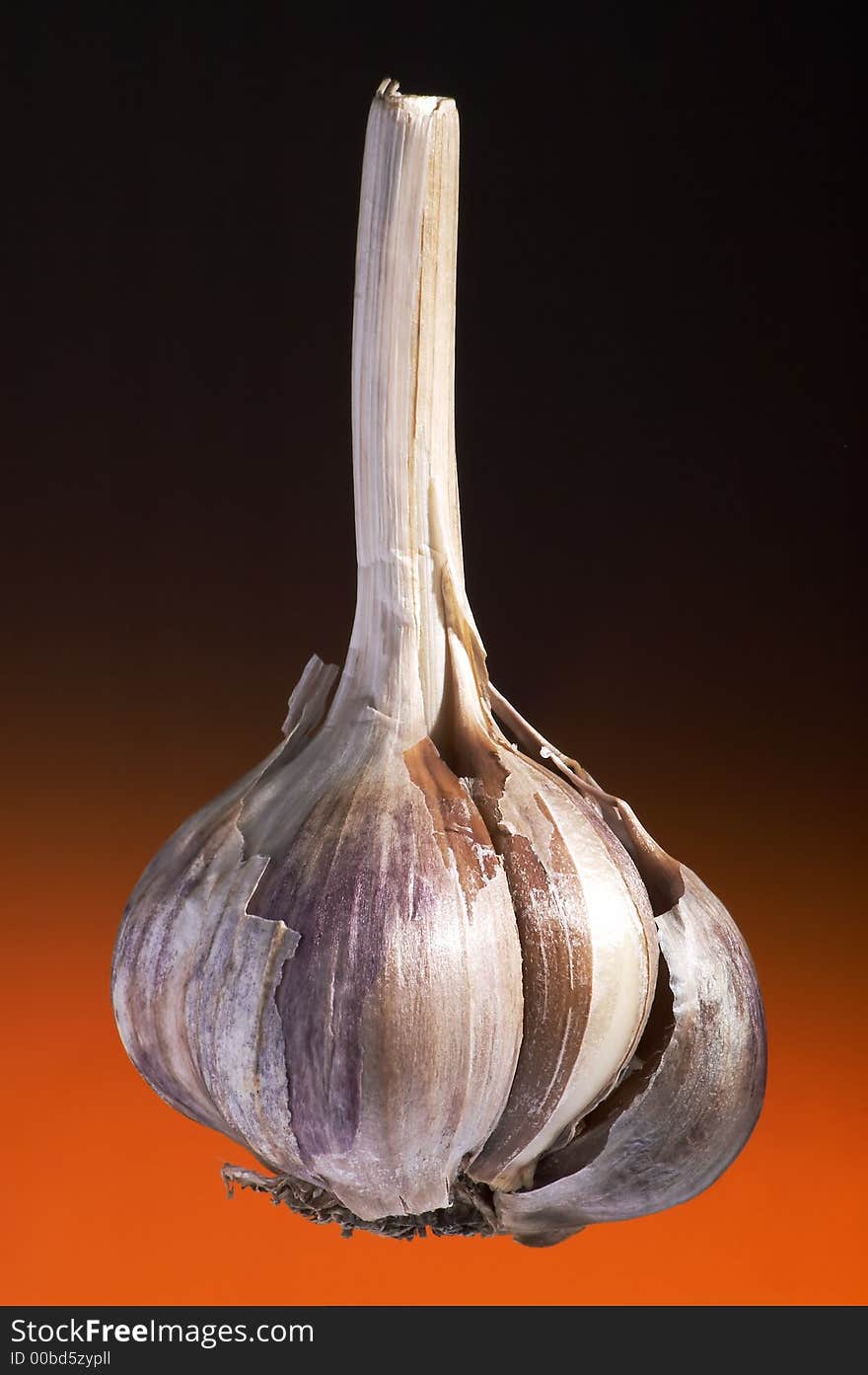 Ripe garlic on a dark orange background