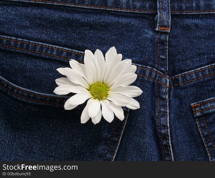 Daisy in denim jeans pocket. Daisy in denim jeans pocket