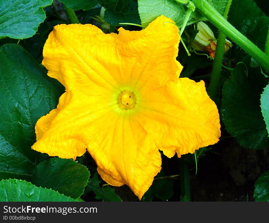 Yellow flower