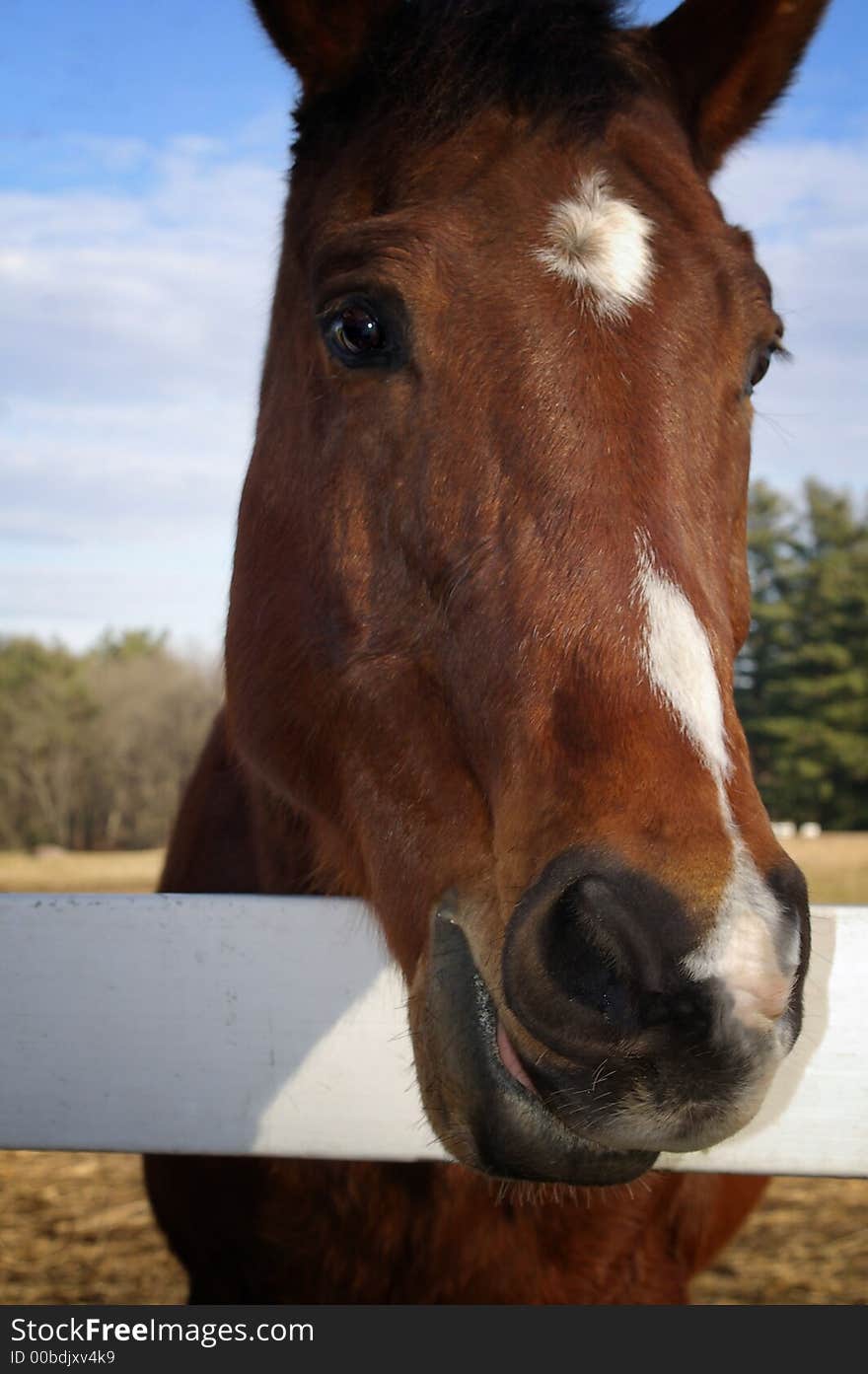 Brwon horse on a farm with white markings on the face. Brwon horse on a farm with white markings on the face