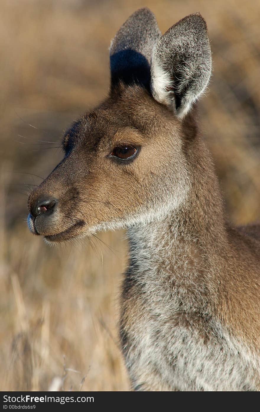 Portrait shot of Australian Kangaroo