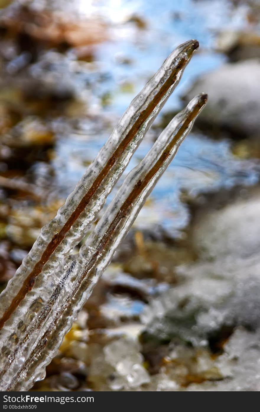 The tree chained in an ice after the first frost. The tree chained in an ice after the first frost