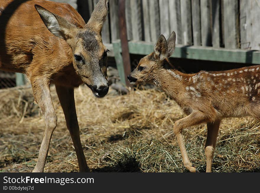 Deer and her baby