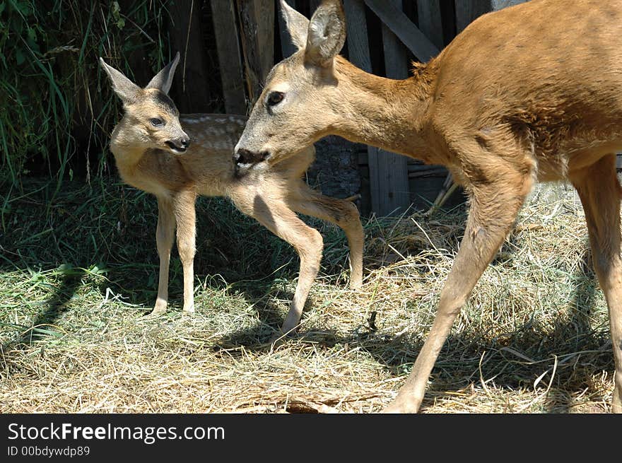 Mother deer and her baby deer