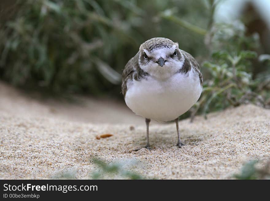 Plover