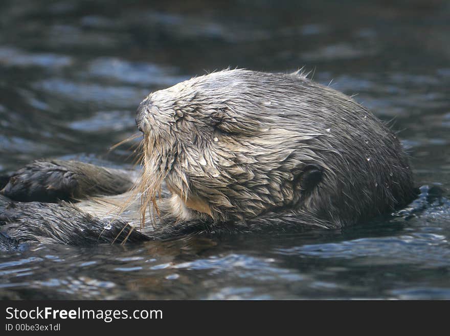 Sea Otter