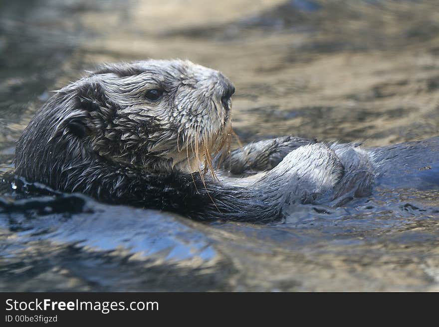 Sea Otter