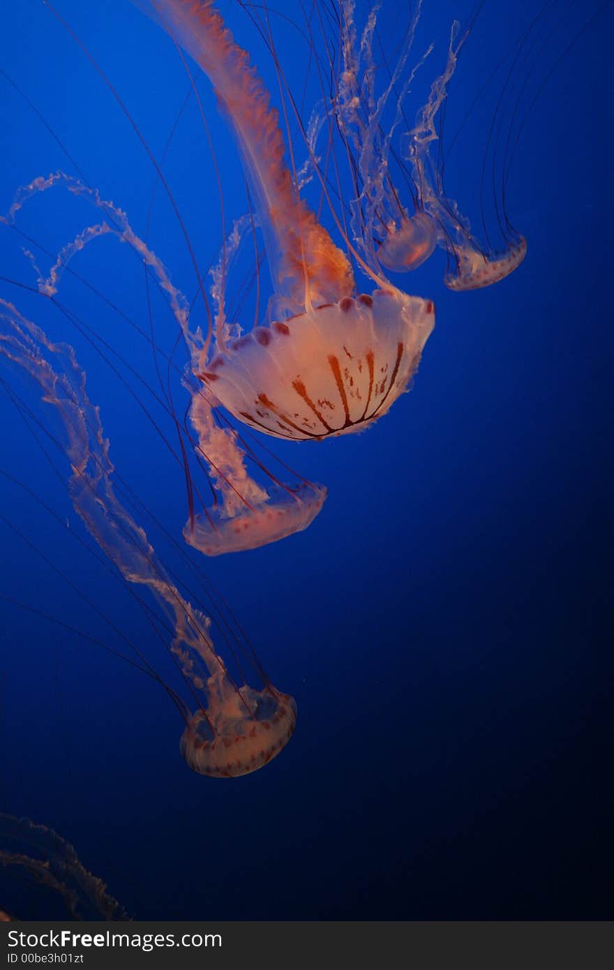 Jellyfish