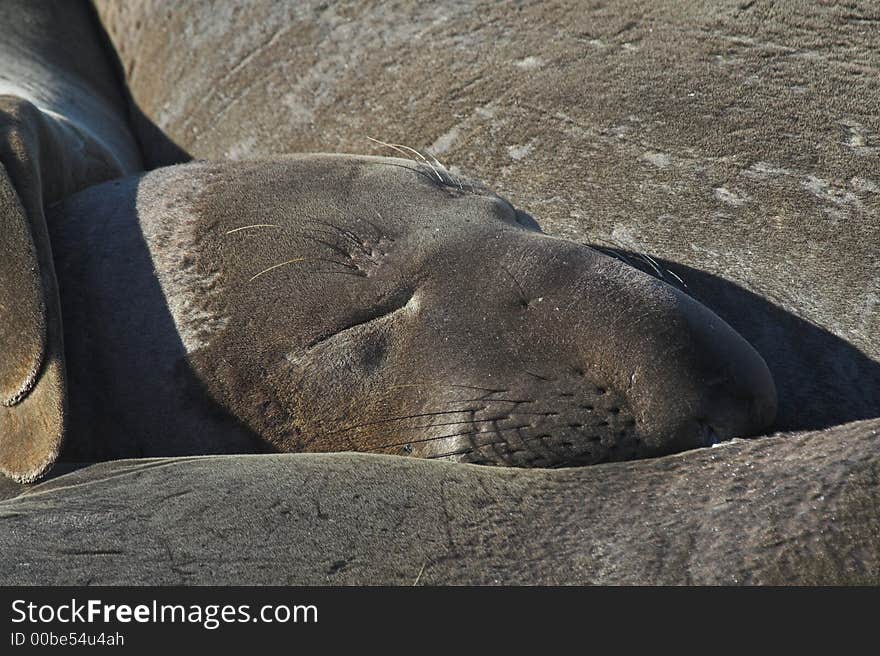 Elephant Seal