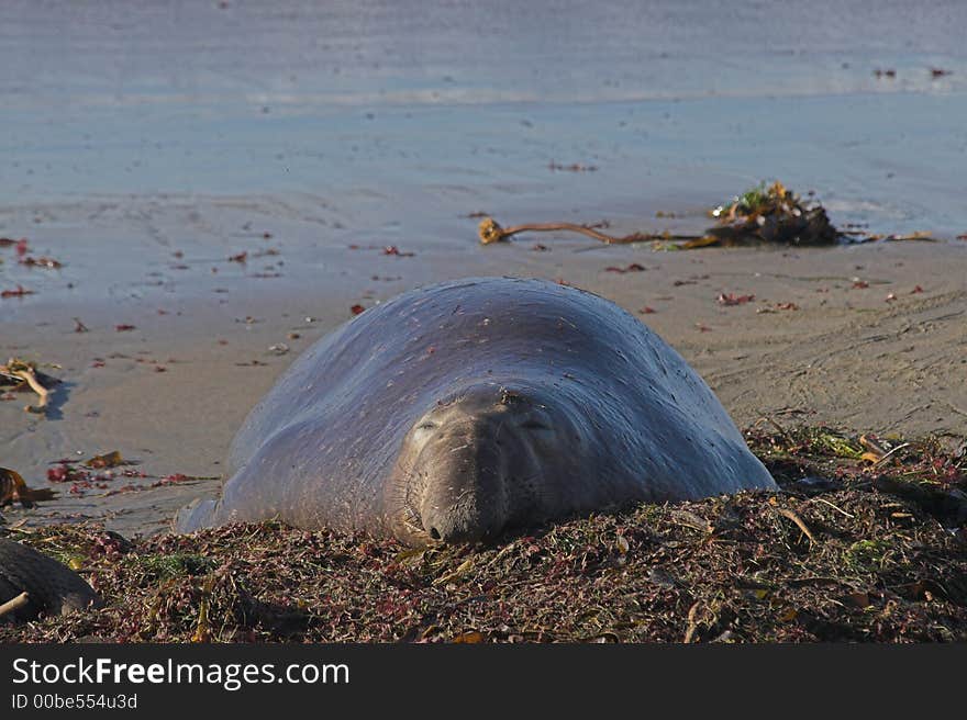 Big fat elephant seal bull lying on beach