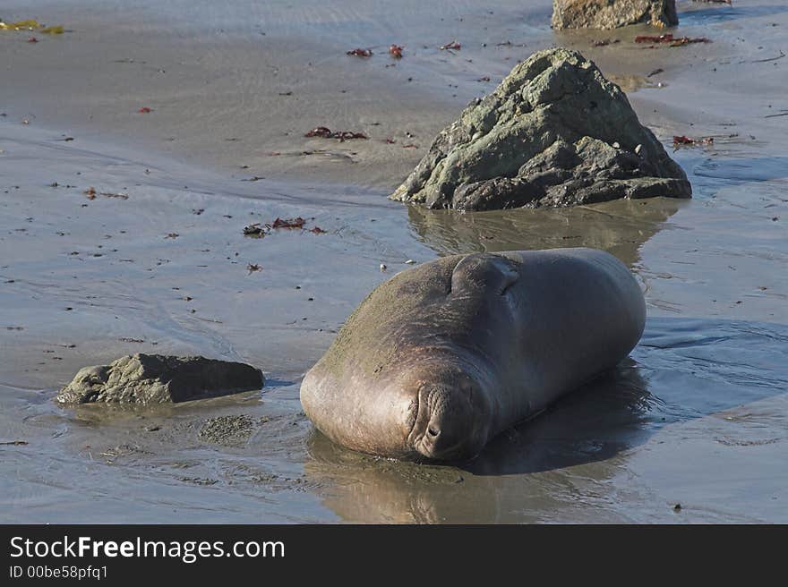 Elephant Seal