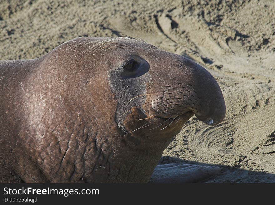 Portrait of young elephant seal bull