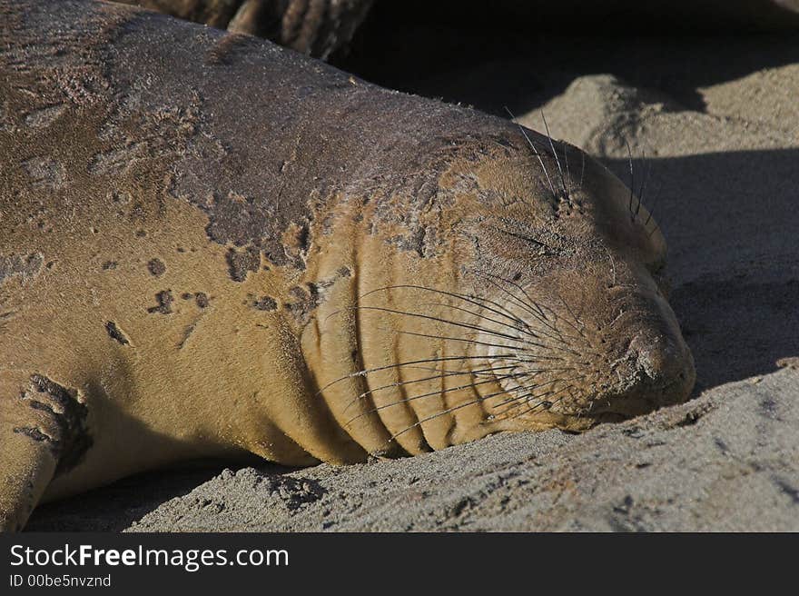 Elephant Seal