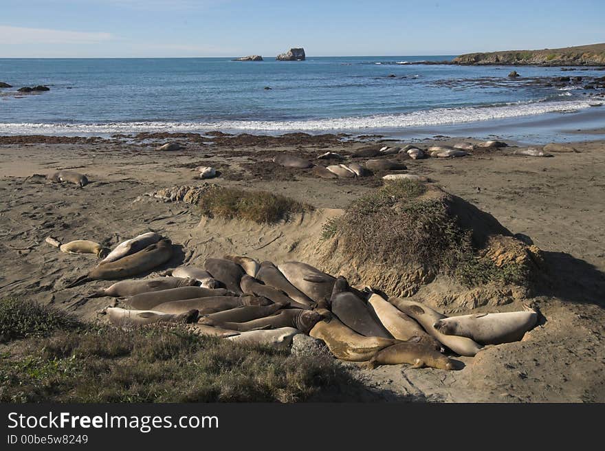 Elephant Seal Rookery