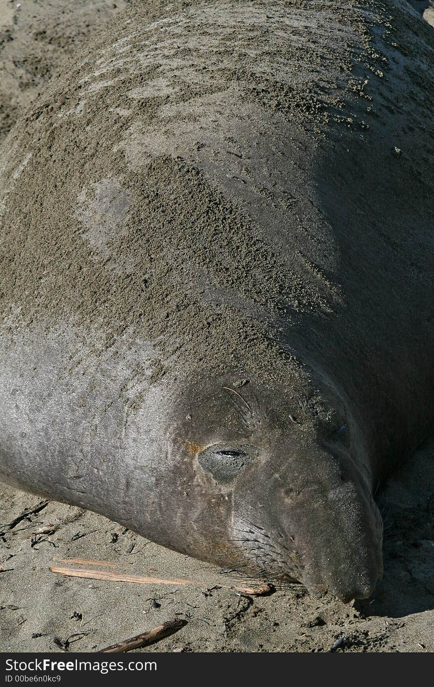 Big fat seal lying on sandy beach. Big fat seal lying on sandy beach