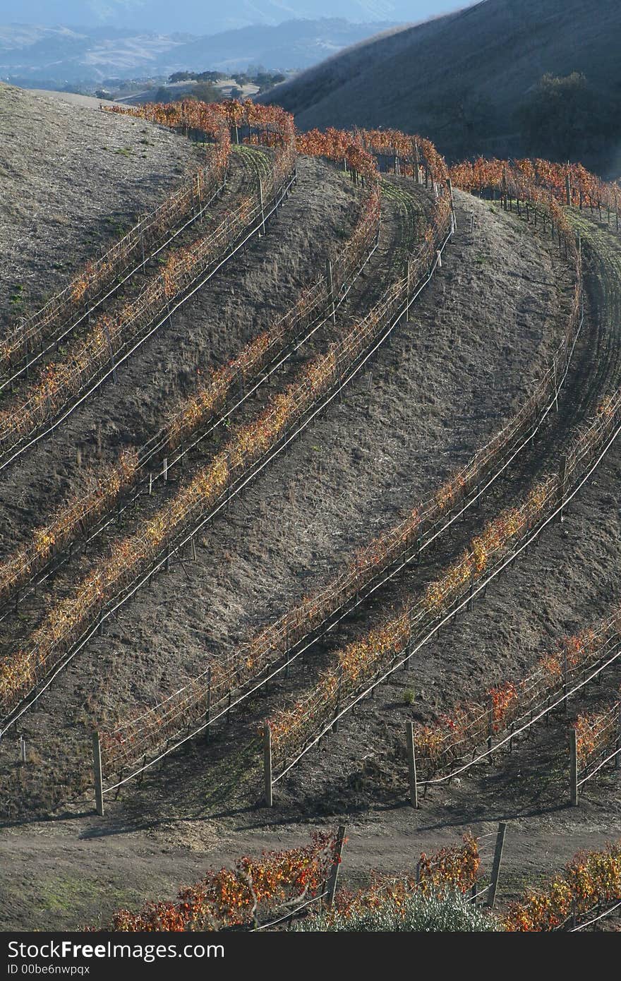 California vineyard in winter foliage