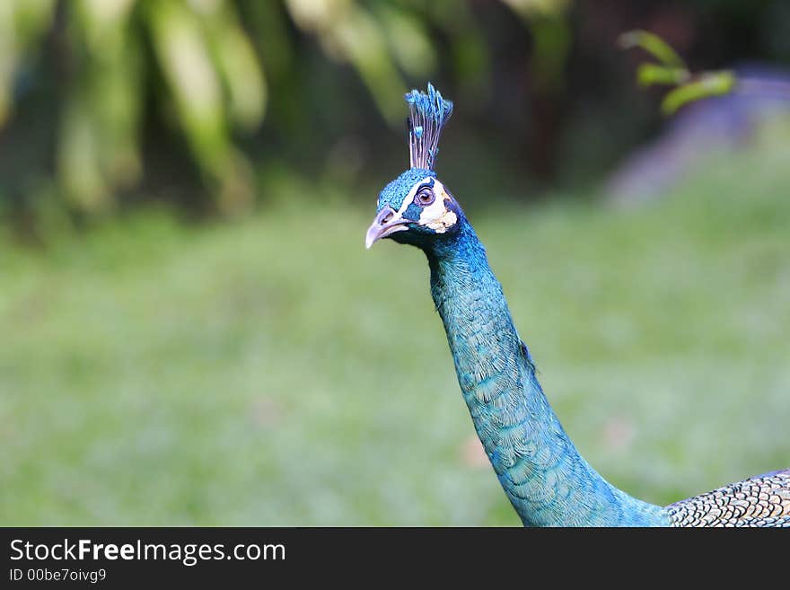 Peacock Head