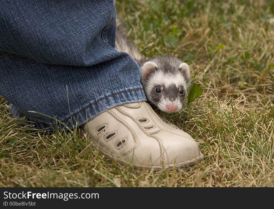 Little ferret hiding behind the leg outside. Little ferret hiding behind the leg outside