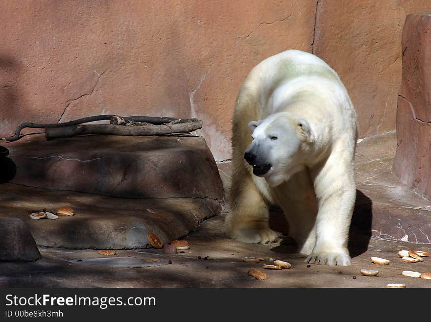 White bear walking in circles in the zoo