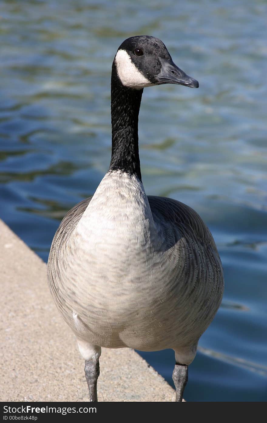 Canadian Goose