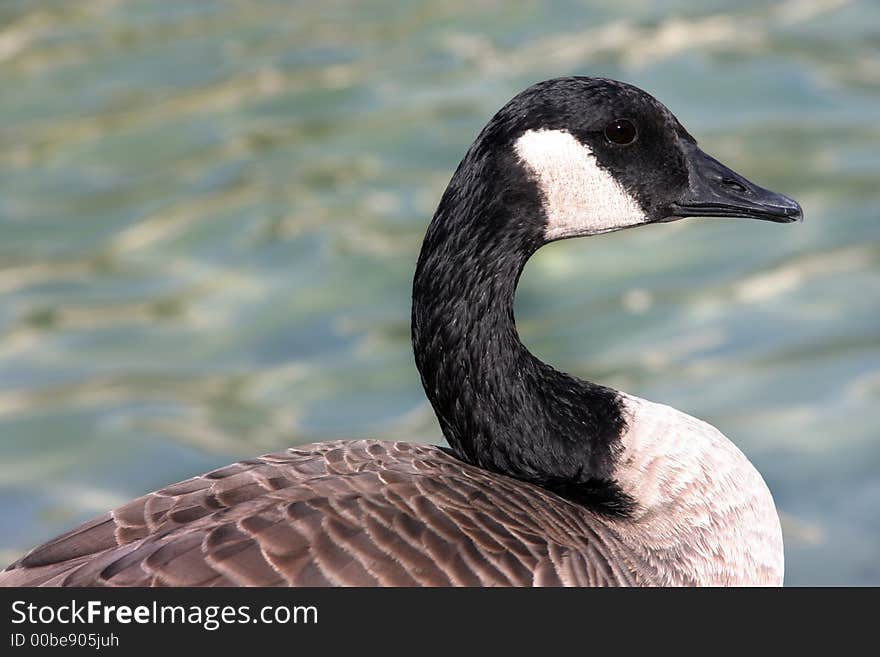 Grey goose by the fountain in Brookfield zoo