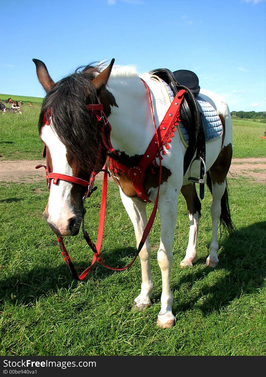 Pock-marked Horse