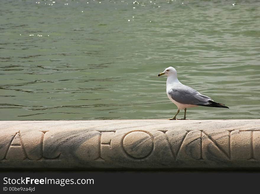 Seagull by the water sitting on a stone