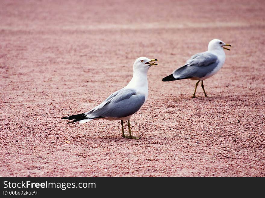 Two seagulls on the sand sitting and screaming