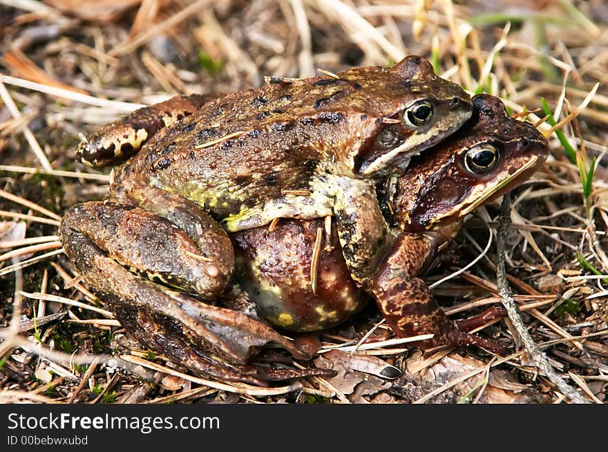 Spring love of two toads