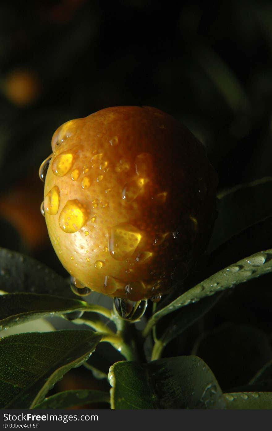 Limone cinese con rugiada mattutina. Limone cinese con rugiada mattutina