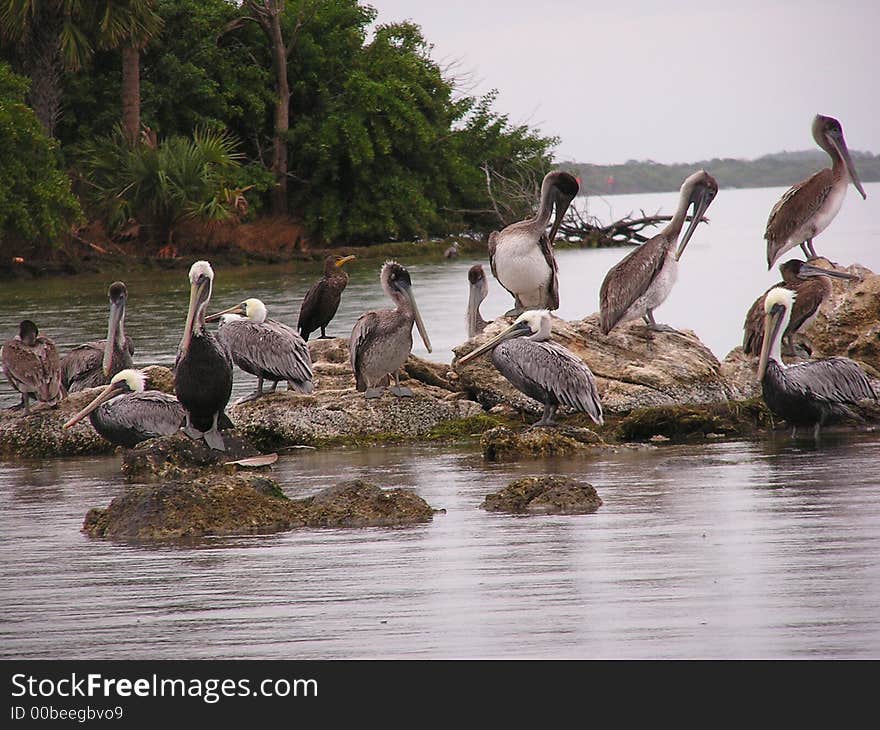 Pelicans dominate a rocky outcropping. Pelicans dominate a rocky outcropping