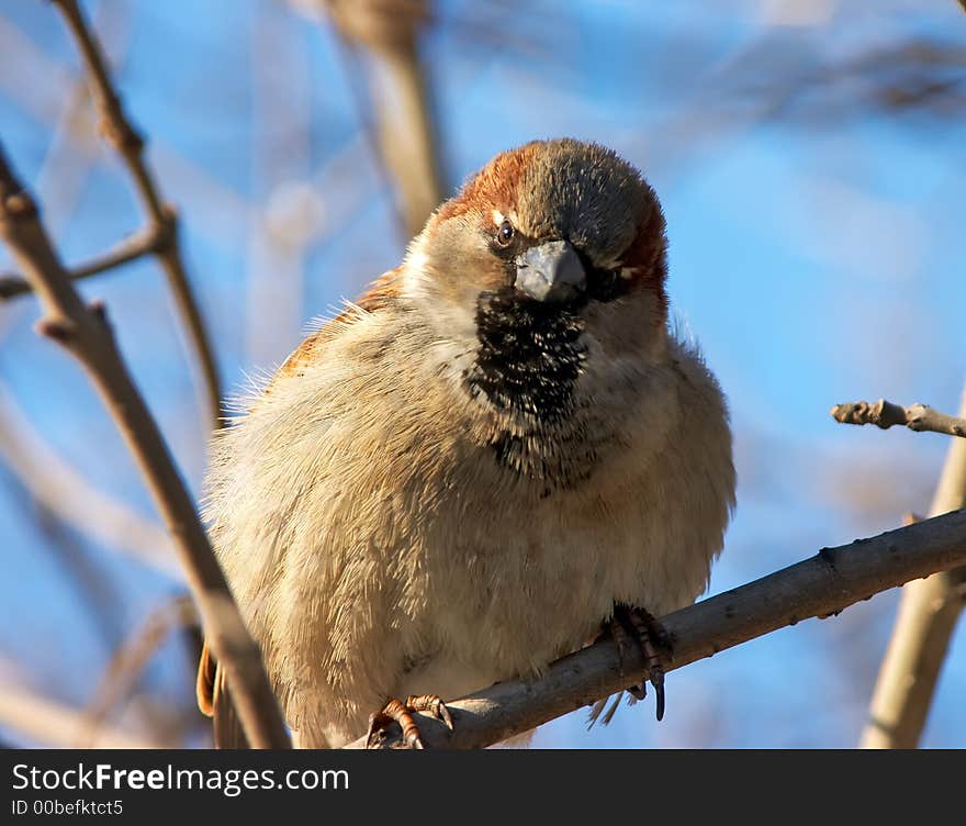 The sparrow steadfastly observing of the photographer. The sparrow steadfastly observing of the photographer