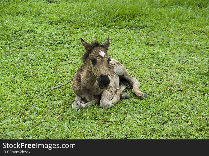 A horse from the country side of Santa Cruz Bolivia, called Buena Vista. A horse from the country side of Santa Cruz Bolivia, called Buena Vista