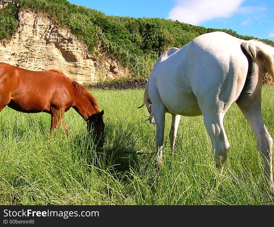 Horses having a meal in the azorean fields. Horses having a meal in the azorean fields