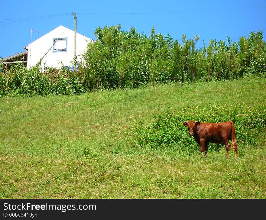 Brown bull steading from his hill. Brown bull steading from his hill