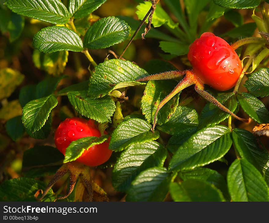 Wet wild dogrose fruit