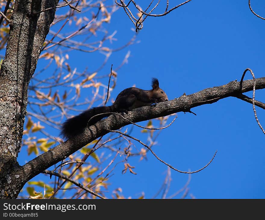 black squirrel on the branch