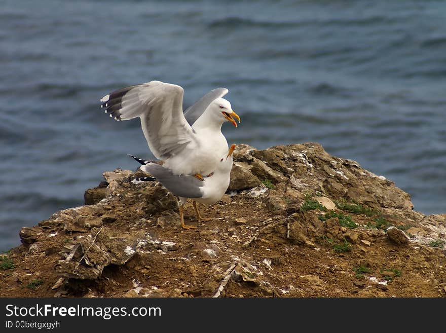 Copulation of seaguls that are sitting on the rock in the sea. Copulation of seaguls that are sitting on the rock in the sea