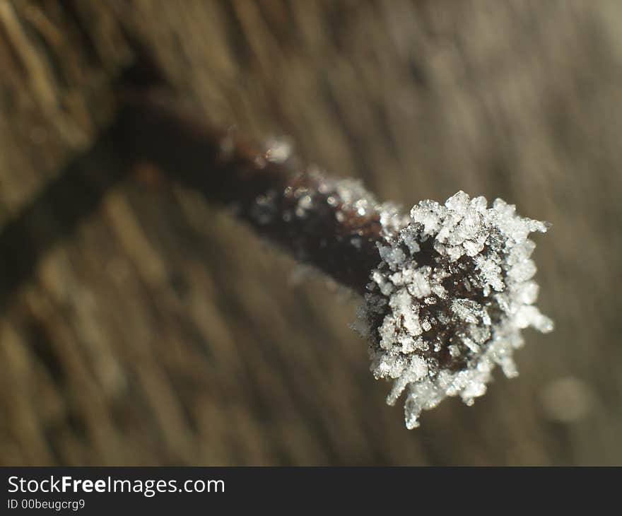 Detail of snow crystals on a bush. Detail of snow crystals on a bush