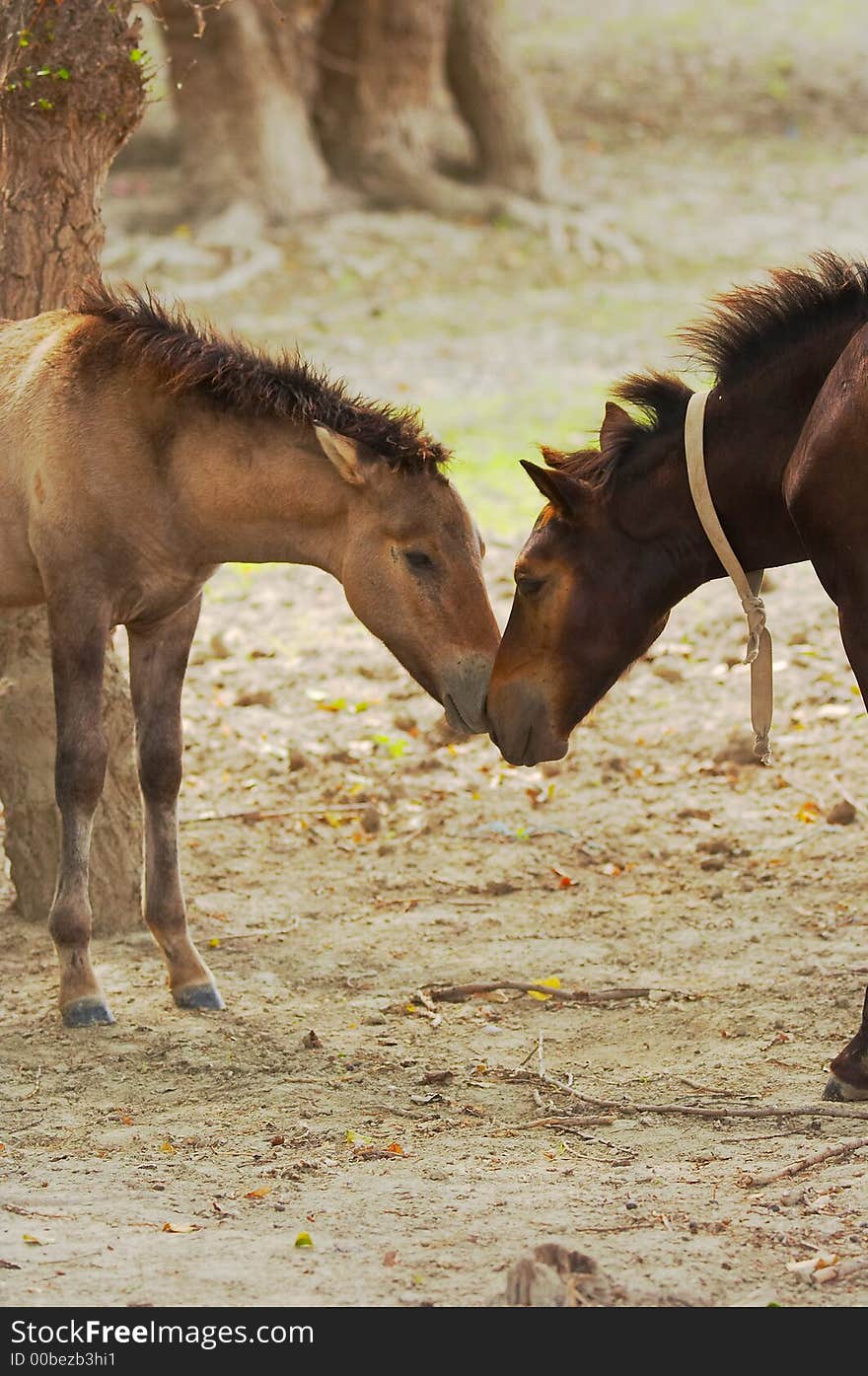 Two horses playing in the wood. Two horses playing in the wood.