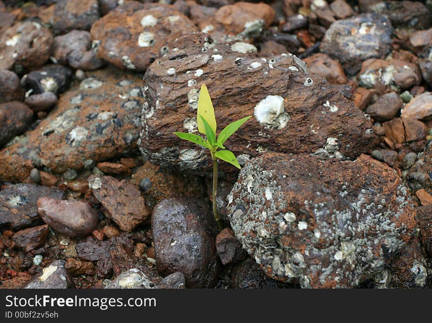 A mangrove tree grow in a pile of rocks.This is not a pre-made situation its natural sea nature behavior in coastline of Asia.Can be use for conceptual image for eg.stand out of crowd, or making a different. A mangrove tree grow in a pile of rocks.This is not a pre-made situation its natural sea nature behavior in coastline of Asia.Can be use for conceptual image for eg.stand out of crowd, or making a different