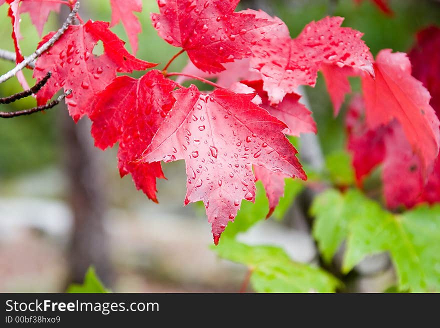 Raindrops on red and green foliage. Raindrops on red and green foliage